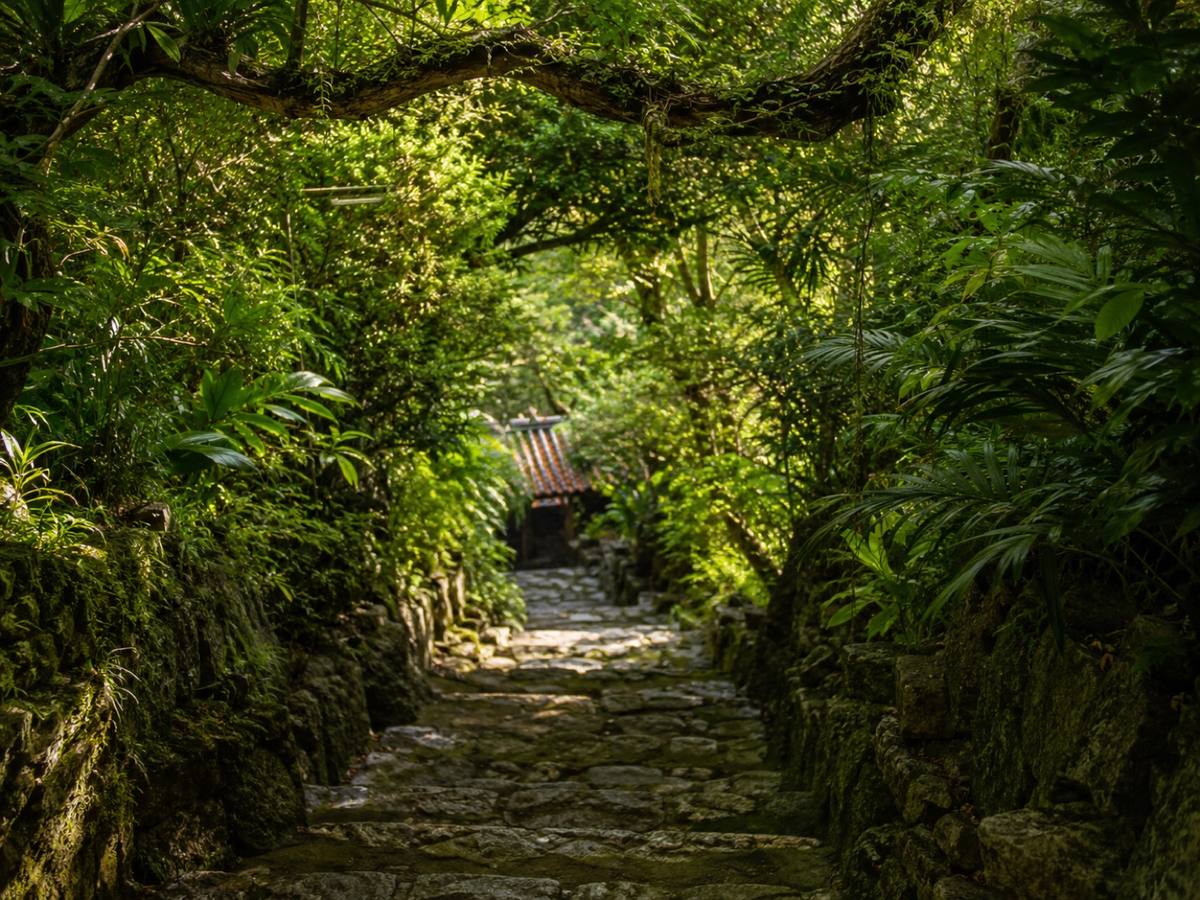 木漏れ日の差す森の石段
